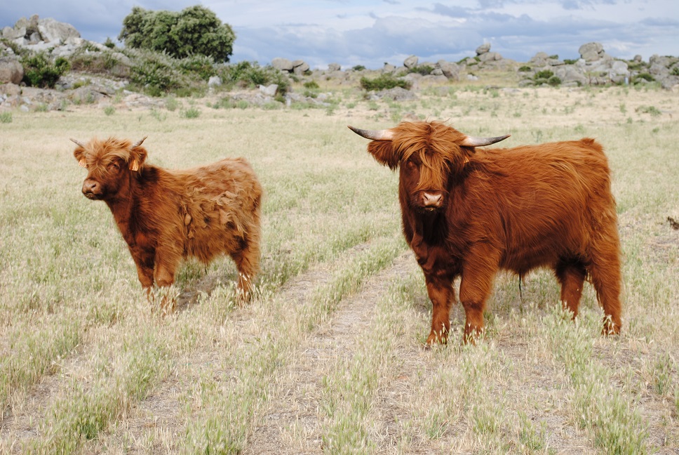Vacas