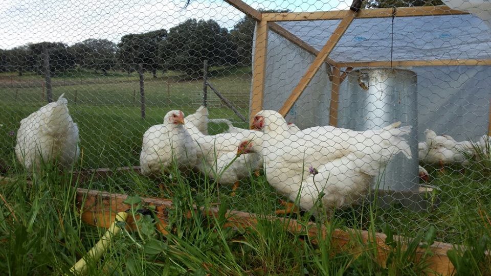 Pollo a pasto