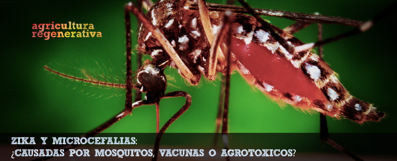 Zika y microcefalias: ¿mosquitos, vacunas o agrotóxicos?