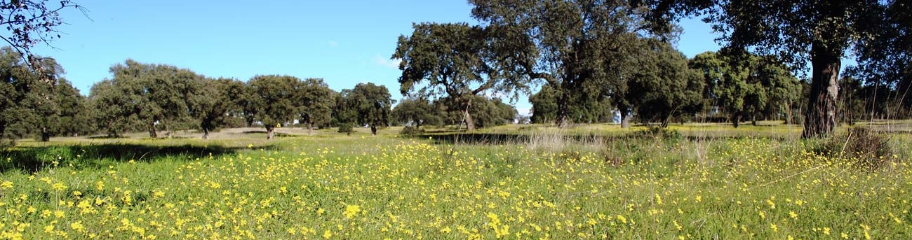 pradera-vivencia-dehesa