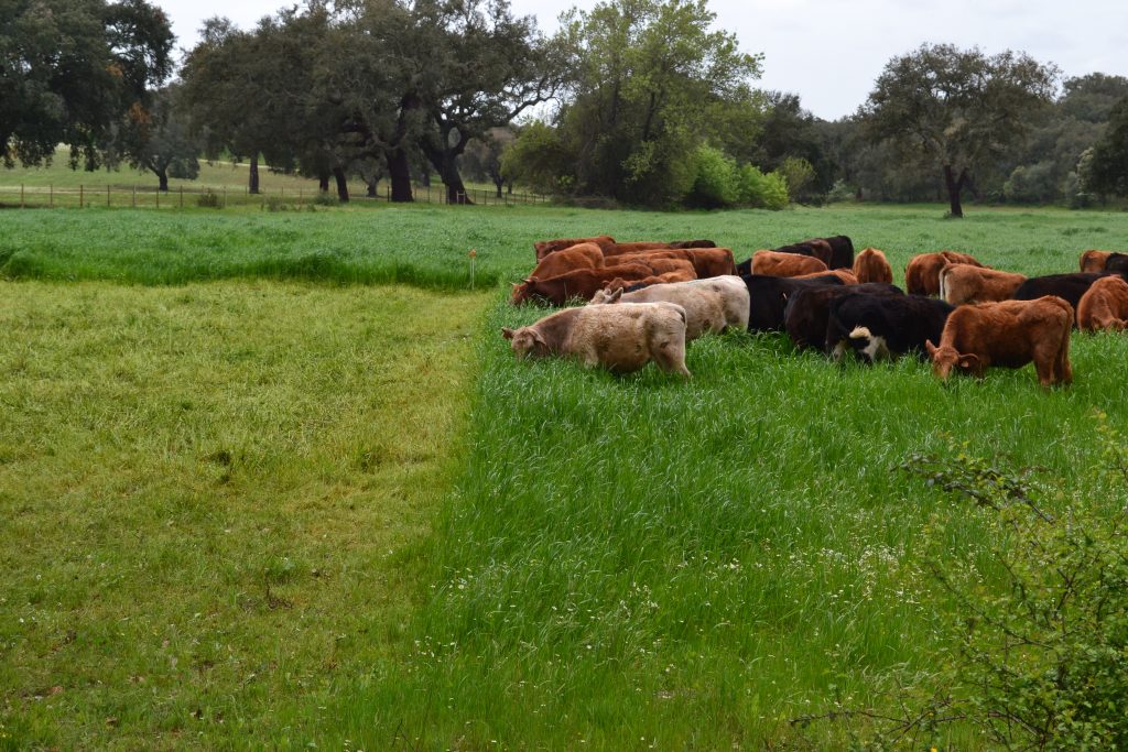 Agricultura Regenerativa