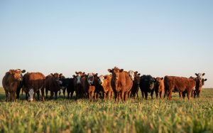 Alianza por la Agricultura Regenerativa