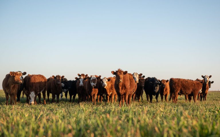 Alianza por la Agricultura Regenerativa
