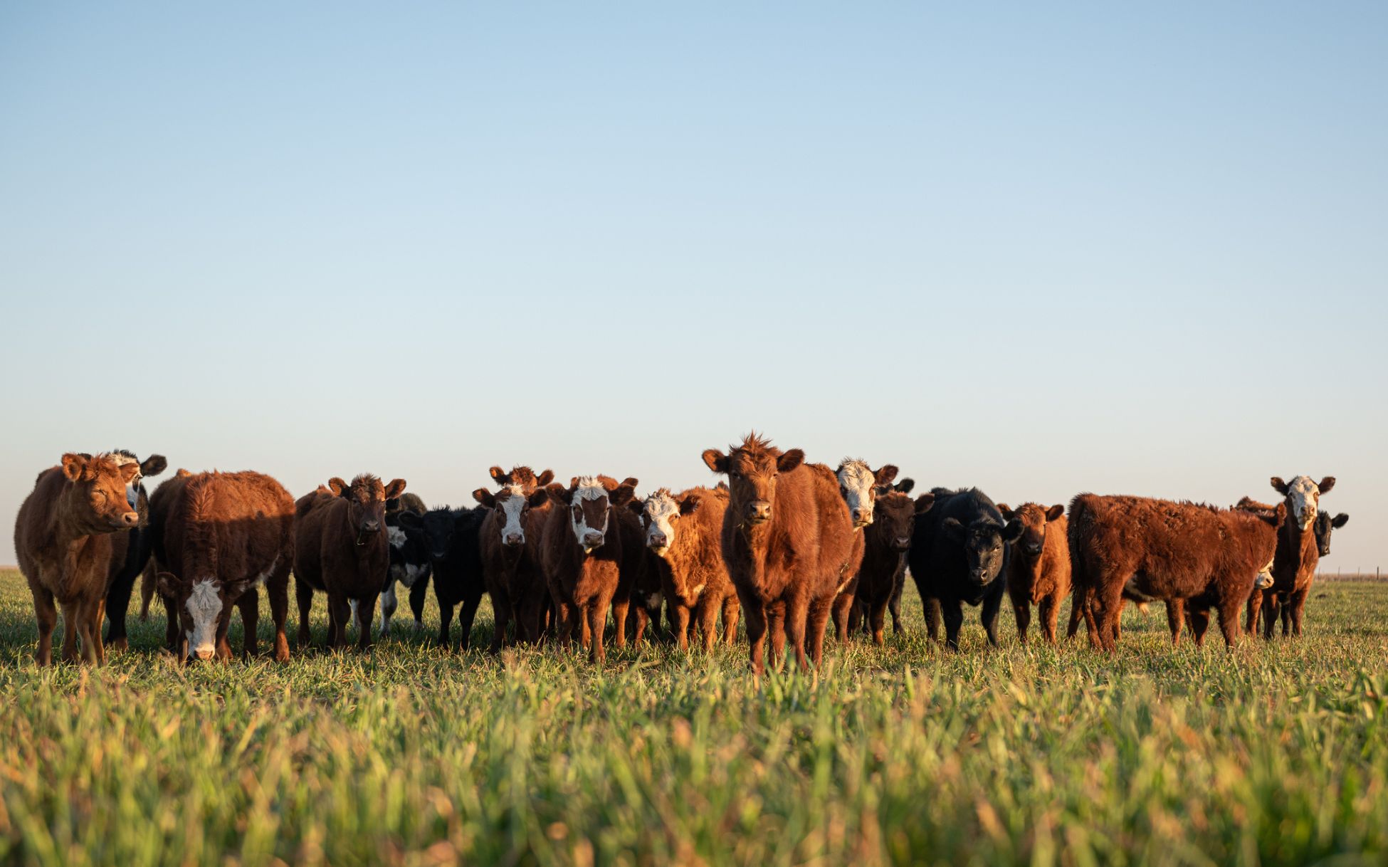 Alianza por la Agricultura Regenerativa
