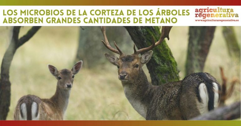 Los microbios de la corteza de los árboles absorben grandes cantidades de metano