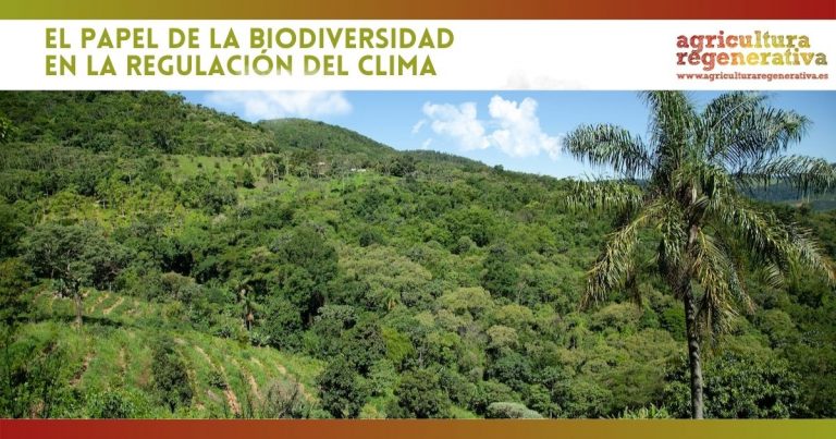 El papel de la biodiversidad en la regulación del clima