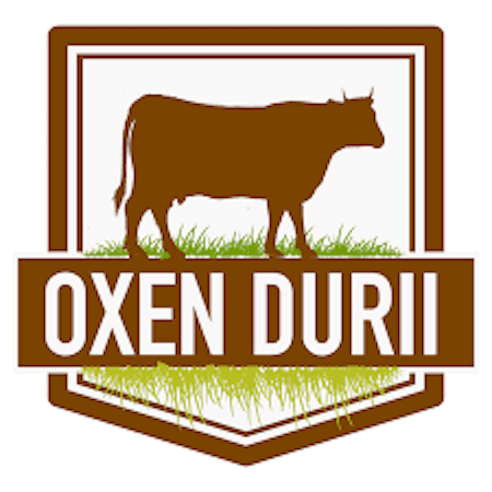 Oxen durii