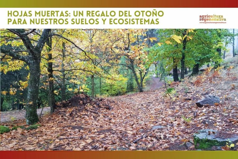 Hojas muertas: un regalo del otoño para nuestros suelos y ecosistemas