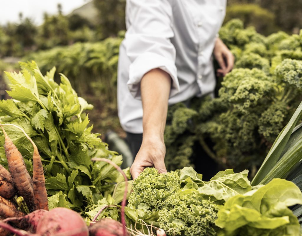 Agricultura Regenerativa, nutriendo