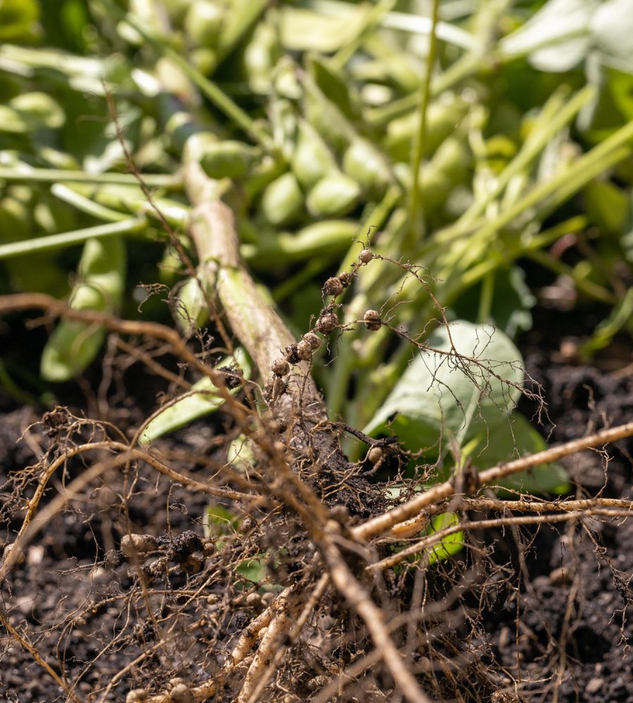 Rizosfera Rizosfera